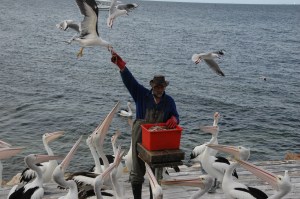 Feeding the gulls.