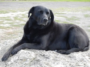 John's dog Roy waits patiently for a pat.
