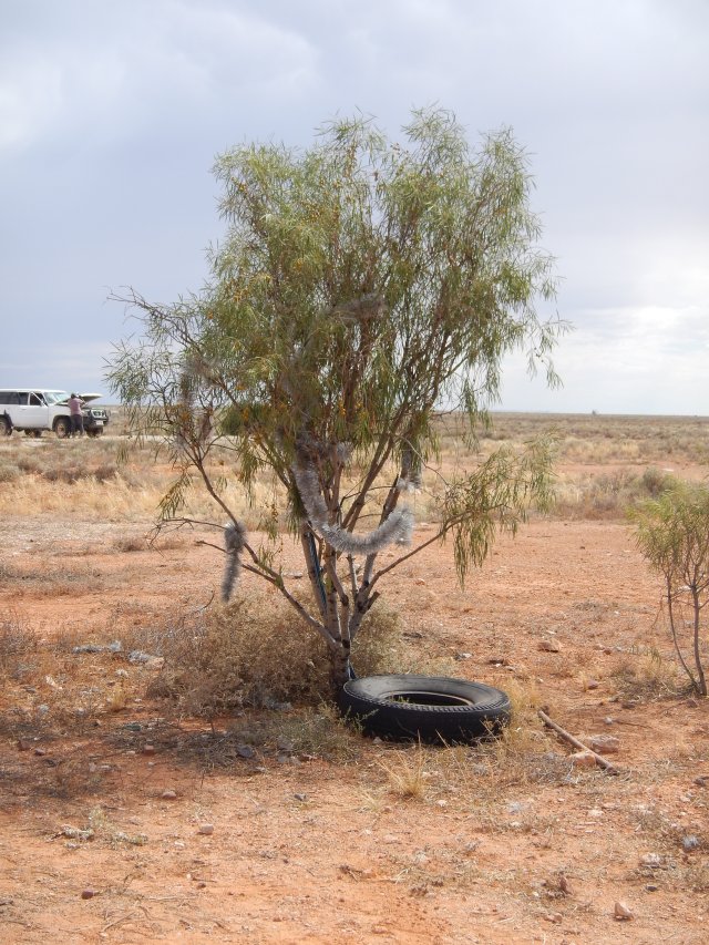 Outback Christmas tree at Watson. Image Briar Jensen