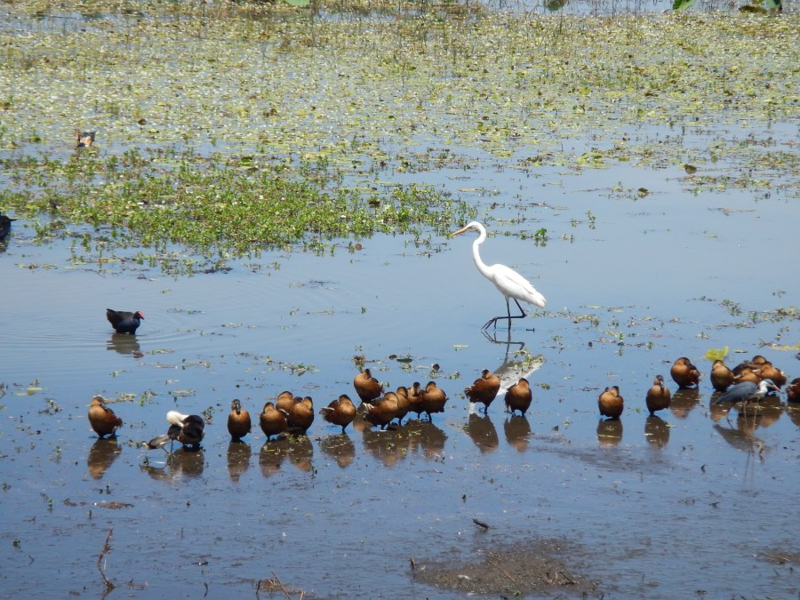 The bird life is prolific at Mamukala Wetlands in Kakadu