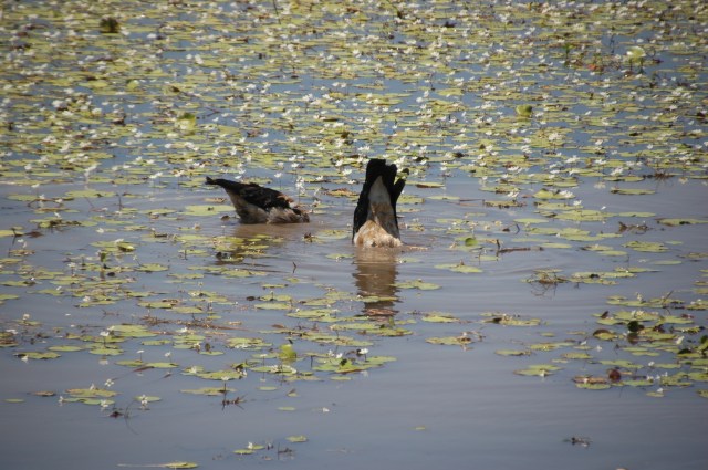 Magpie geese search for water chestnuts at Mamukala Wetlands
