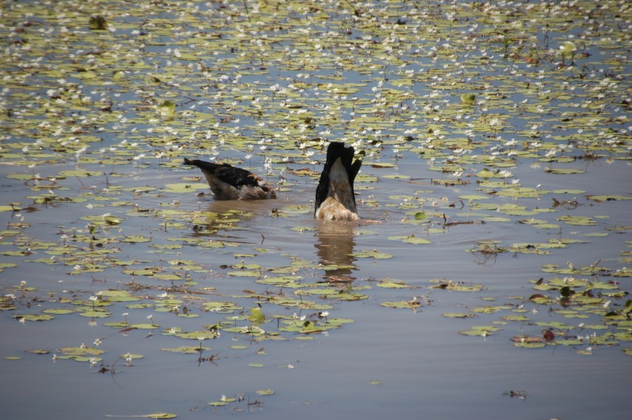 Magpie geese at Mamukala Wetlands.