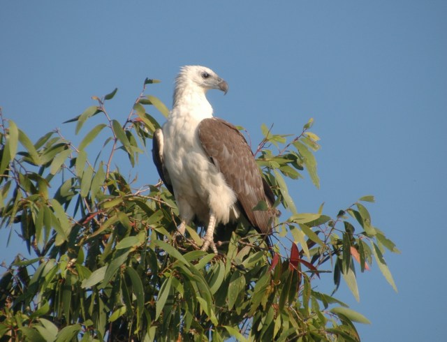 07 White-bellied sea eagle at Yellow Waters, Kakadu. Photo © Briar Jensen