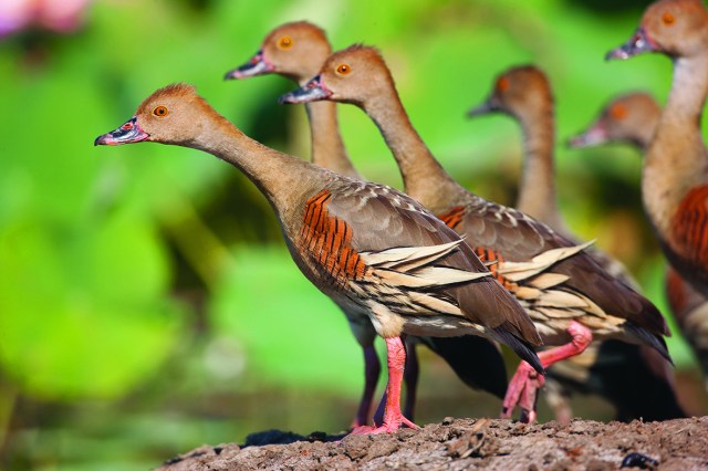 Plumed whistling ducks in Kakadu
