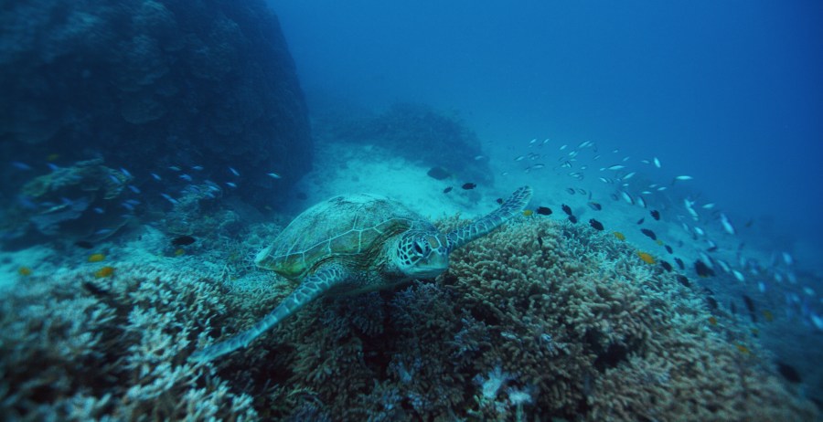Turtle, Great Barrier Reef