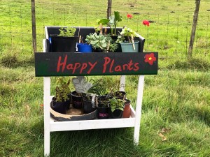 Roadside plant stall Bruny Island