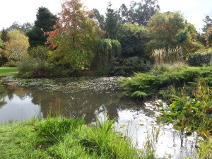 Water garden at Sprokkelwood