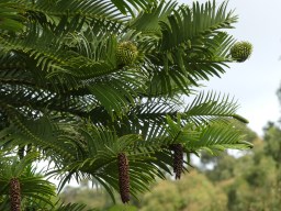 04 Wollemi Pine (Wollemia nobilis), NSW Australia, with elongated male cones and spherical female cones, at Inala Jurassic Garden. Photo Briar Jensen