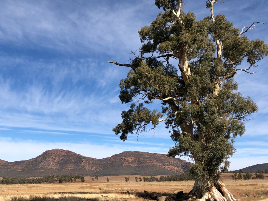 River Red Gum, Wilpena Pound