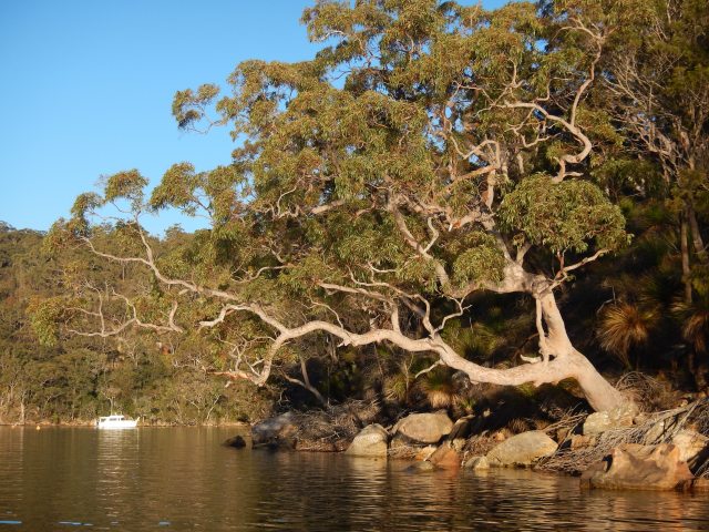 Eucalypts in Ku-ring-gai Chase National Park