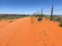 31 The dog fence near Cameron Corner. © Briar Jensen