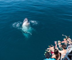 02 Inquisitive spy hopping. Photo © Briar Jensen.