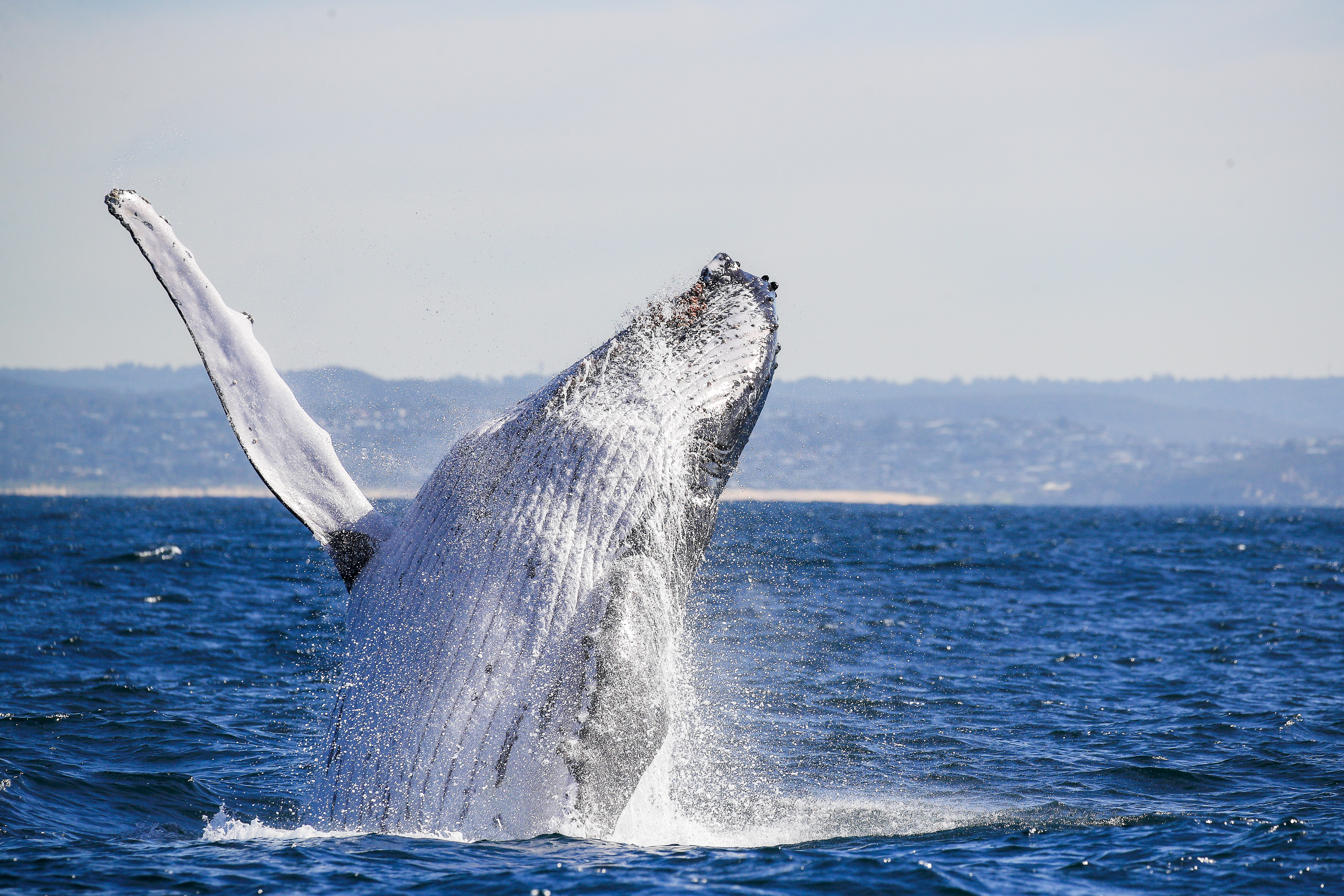 03 Breaching takes enormous effort. Photo Ted Lamb Whale Watching Sydney.