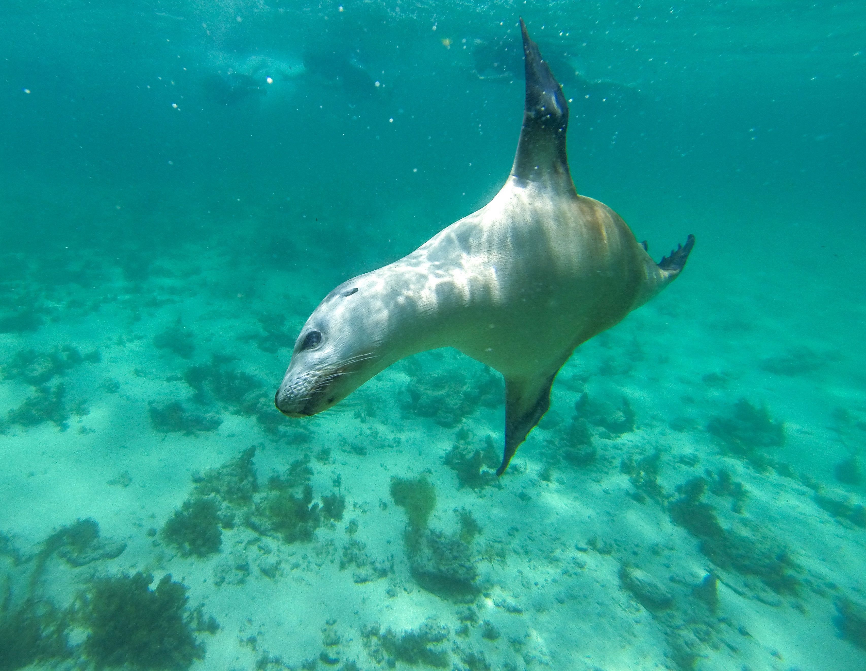 03 Australian sea lions at Baird Bay on the Eyre Peninsula. Photo Tourism Australia.